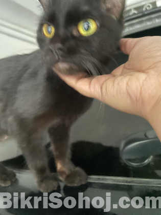 Bengal cat for adoption